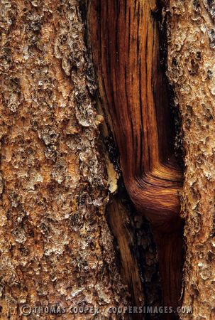 pine tree bark - Ouray, Colorado