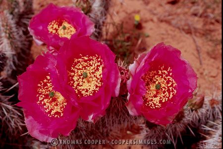 Hedgehog Cactus - Arizona - 2001