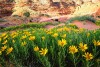 Wildflowers, Coyote Buttes, Arizona - 1999