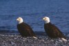 Bald Eagles - 2004