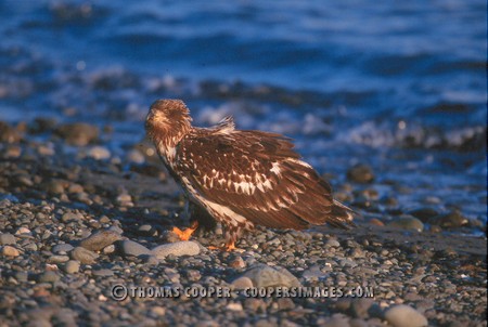 Bald Eagles - 2004