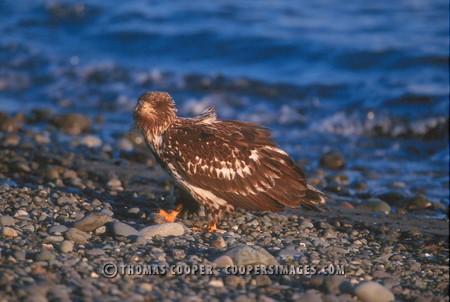 Bald Eagles - 2004