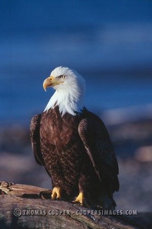 Bald Eagles - 2003
