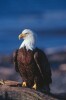 Bald Eagles - 2003