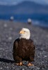 Bald Eagles - 2004