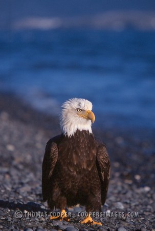 Bald Eagles - 2004