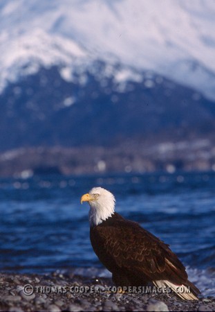 Bald Eagles - 2004