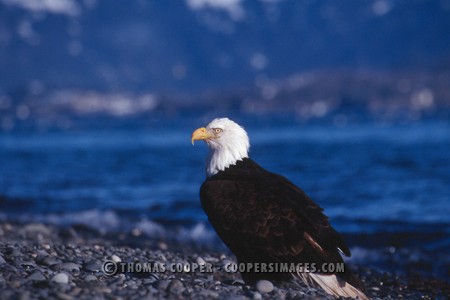 Bald Eagles - 2004