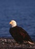 Bald Eagles - 2004