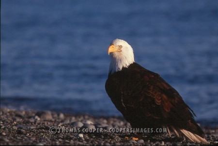 Bald Eagles - 2004