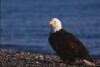 Bald Eagles - 2004