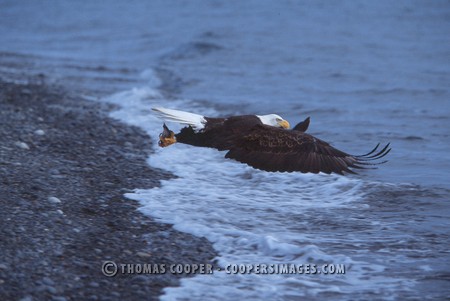 Bald Eagles - 2004