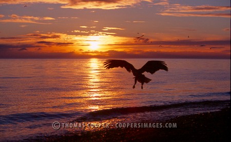 Bald Eagles - 2004