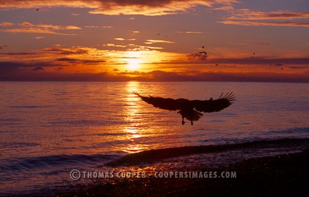 Bald Eagles - 2004