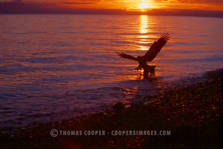 Bald Eagles - 2004