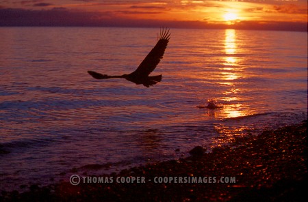 Bald Eagles - 2004