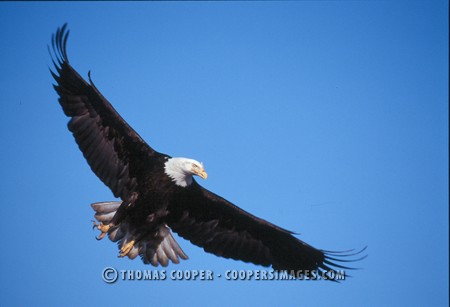 Bald Eagles - 2002