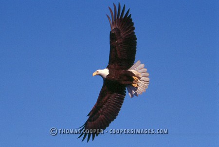 Bald Eagles - 2002