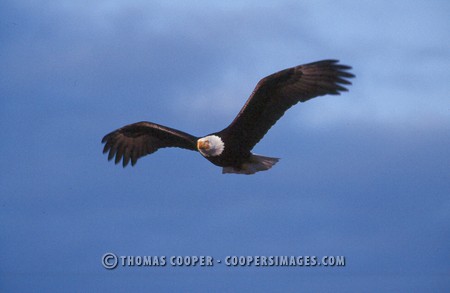 Bald Eagles - 2004