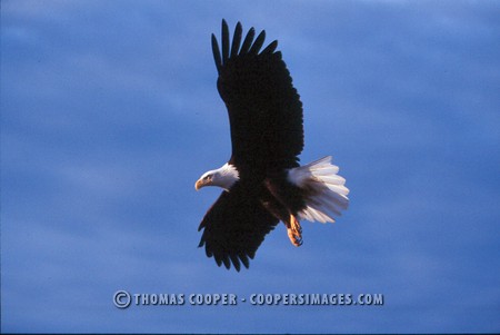 Bald Eagles - 2004