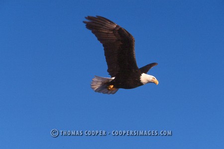 Bald Eagles - 2004