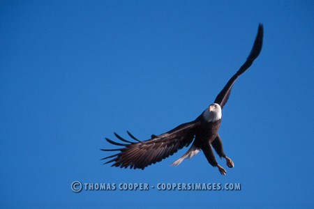 Bald Eagles - 2004