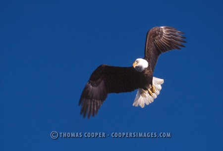 Bald Eagles - 2004