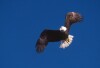 Bald Eagles - 2004