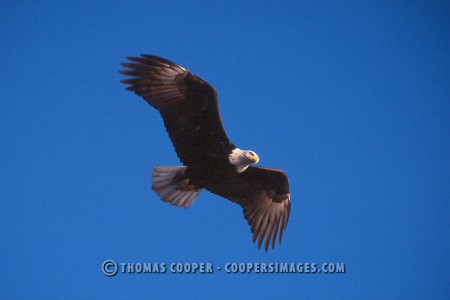 Bald Eagles - 2004