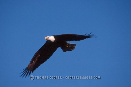 Bald Eagles - 2002