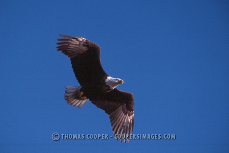 Bald Eagles - 2004