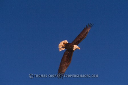 Bald Eagles - 2004