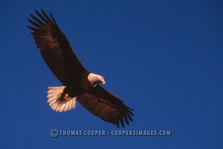 Bald Eagles - 2004