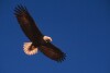 Bald Eagles - 2004