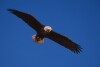 Bald Eagles - 2004