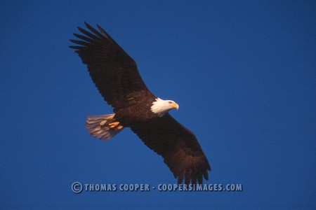 Bald Eagles - 2004