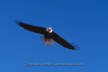 Bald Eagles - 2004