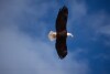 Bald Eagles - 2004