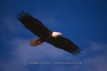 Bald Eagles - 2002