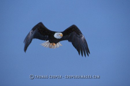 Bald Eagles - 2003