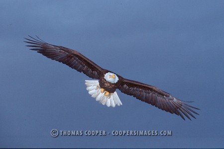 Bald Eagles - 2004