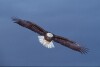 Bald Eagles - 2004