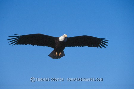 Bald Eagles - 2003