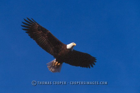 Bald Eagles - 2004