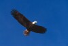 Bald Eagles - 2004