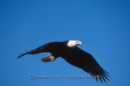 Bald Eagles - 2004