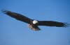 Bald Eagles - 2004