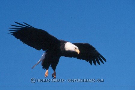 Bald Eagles - 2004