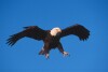 Bald Eagles - 2004