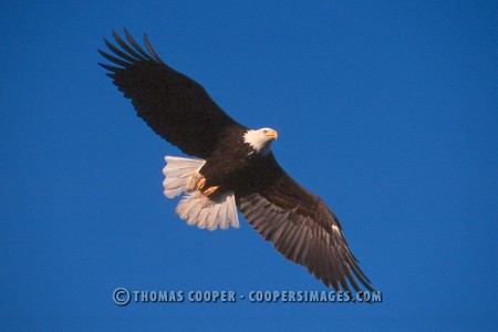 Bald Eagles - 2004